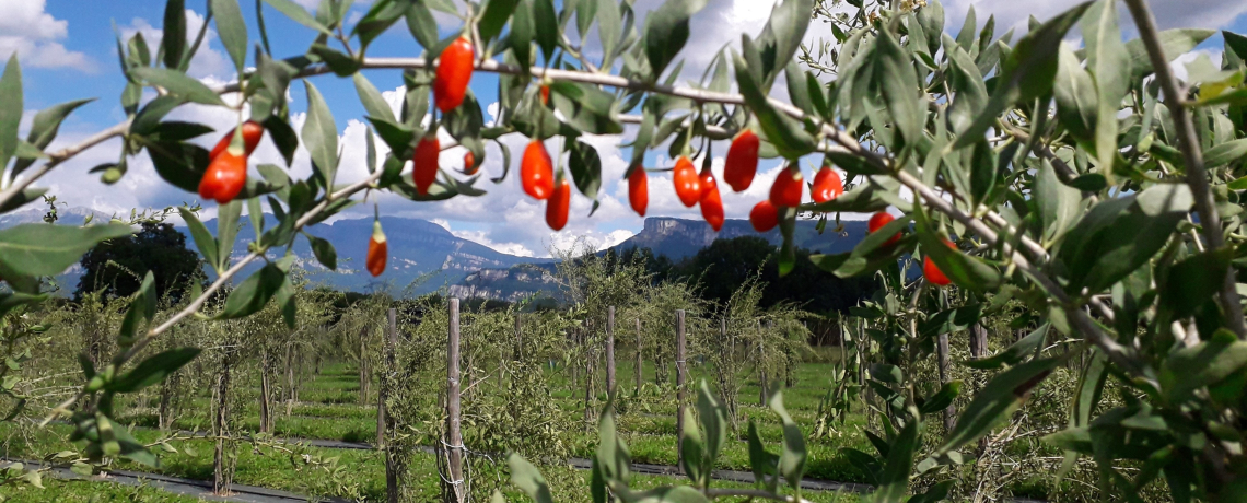 Vue en premier plan dune branche d'arbre de Goji, second plan le domaine de plantation des arbre de Goji pui en arriere plan, les reliefs montagneux