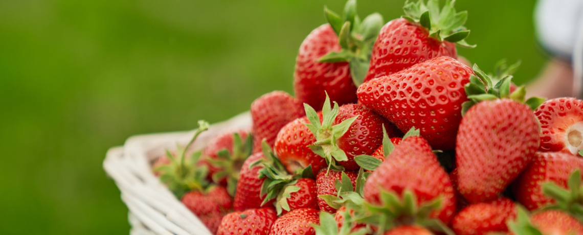 Les fraises d'Amlie - producteur - Tignieu-Jameyzieu - Balcons du Dauphin