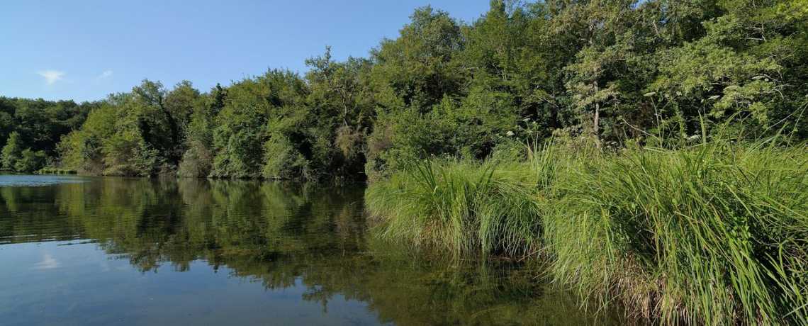 Espace Naturel Sensible de la Save : étang de Roche Plage et communaux de Thuile