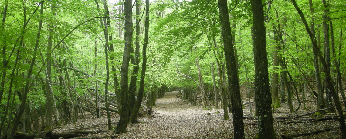 Bièvre Isère - Grand tour en Forêt de Chambaran
