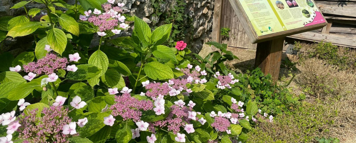 Visite du jardin ethnobotanique