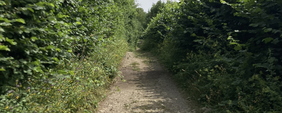 Le sentier du bord du lac de Pierre-Chtel