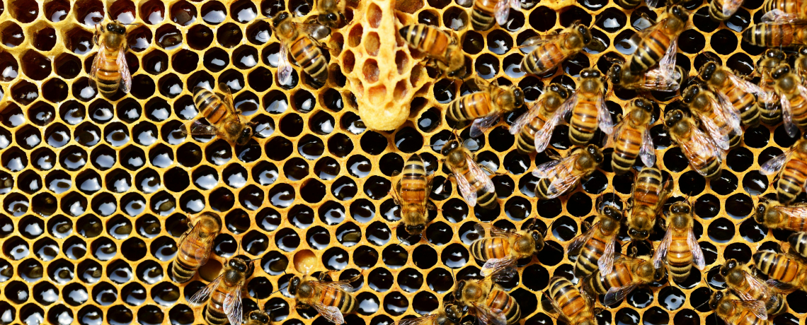 Atelier découverte des abeilles et du rucher - Les Façonnarts