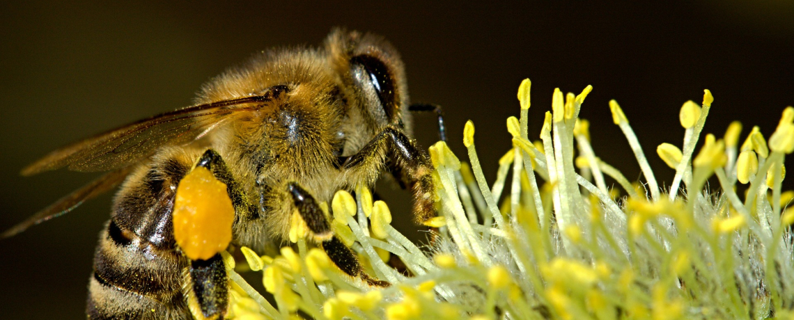 Confrence sur les abeilles sauvages - Porcieu-Amblagnieu - Balcons du Dauphin