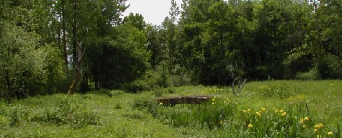 Vue sur une partie trs herbor et arbor du Sentier Boucle des Moles