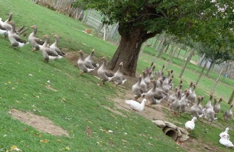 Ferme des Terres Blanches