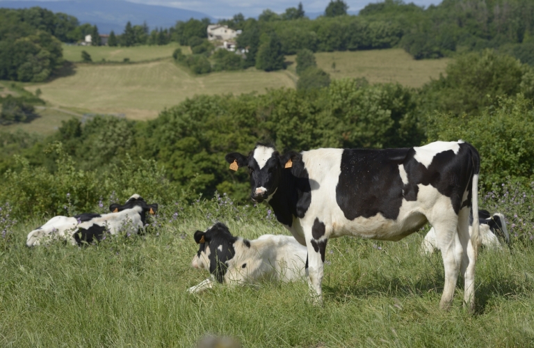 Ferme de Montgay