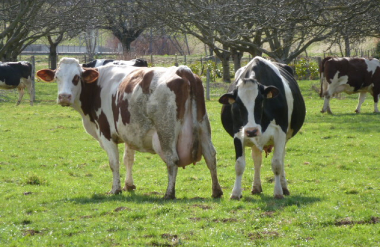 ferme de l'aune