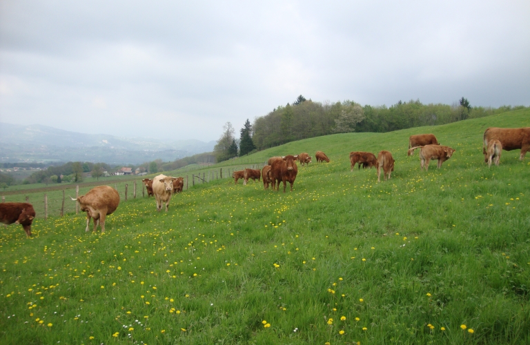 Les vaches de la ferme du Mont Charvet au pr en Valdaine