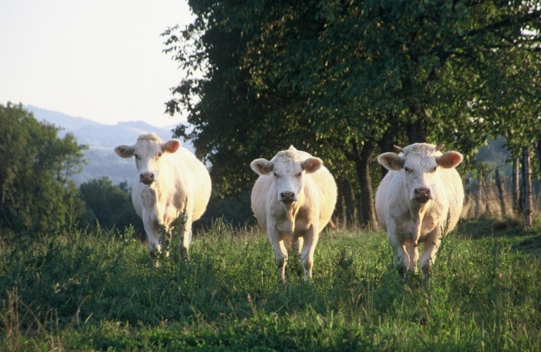 Marché des producteurs locaux