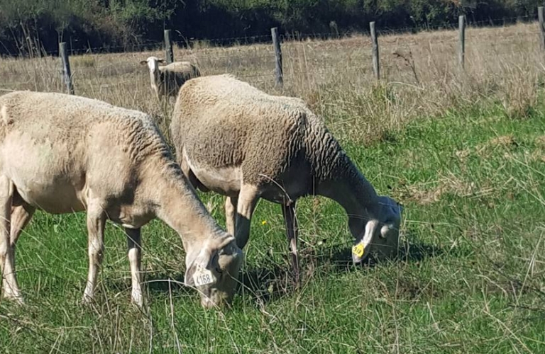 La Bergerie aux hirondelles