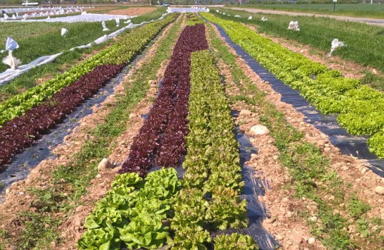 Thierry Janin - Légumes et fruits - Producteur-Revendeur