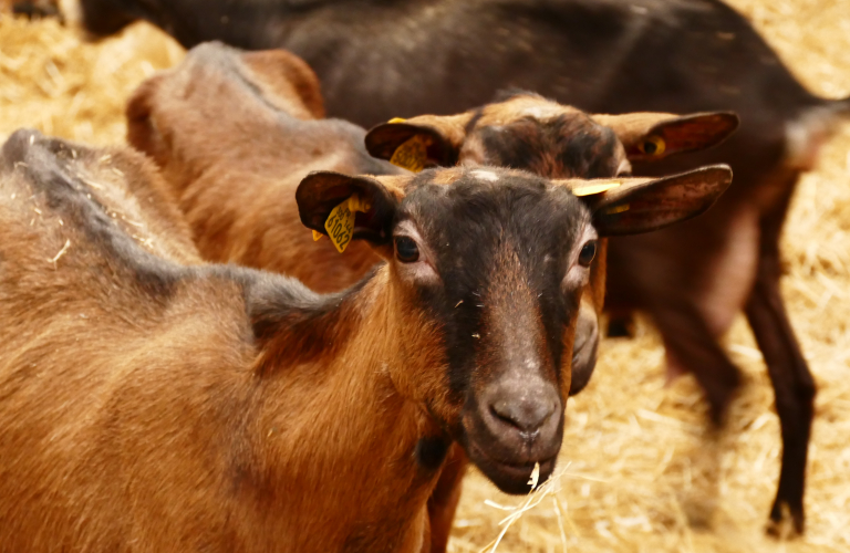 GAEC La Ferme de la Grangère