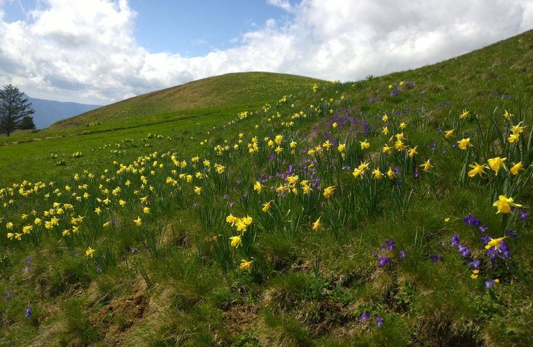 Photo jonquilles