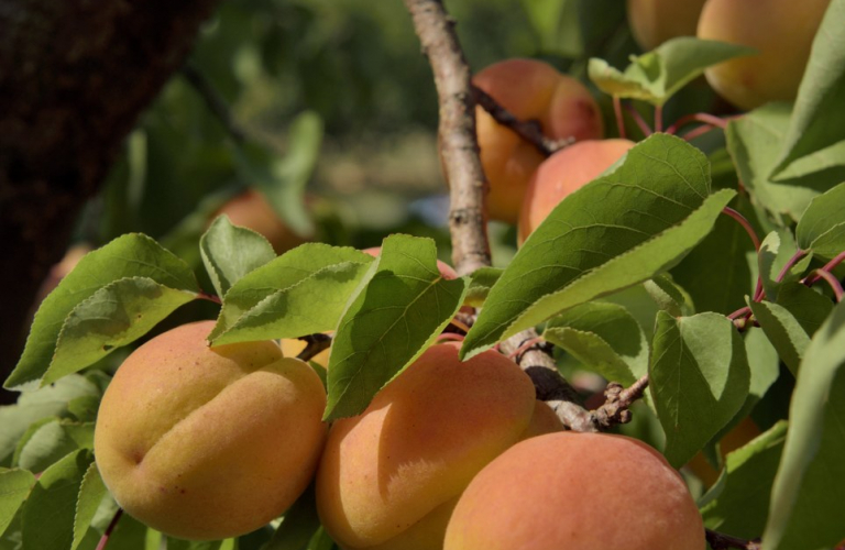 Point de vente d&#039;Atout Fruit