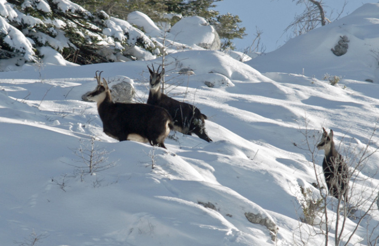 Curieux de Vercors