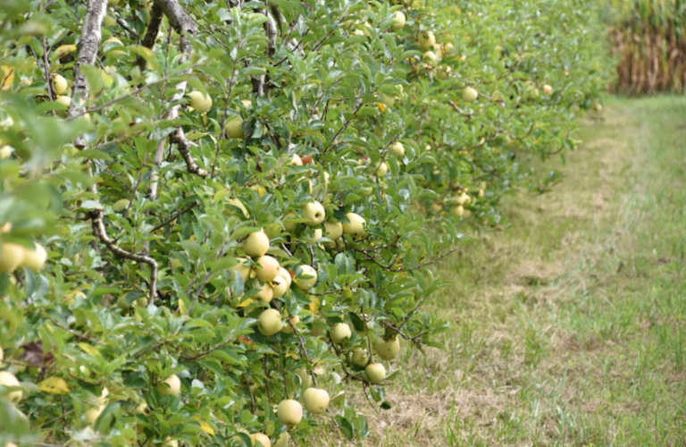 Verte Campagne - producteur - Le Bouchage - Balcons du Dauphin