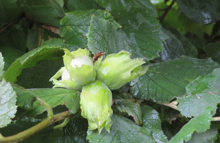 Noix et noisettes du Dauphiné