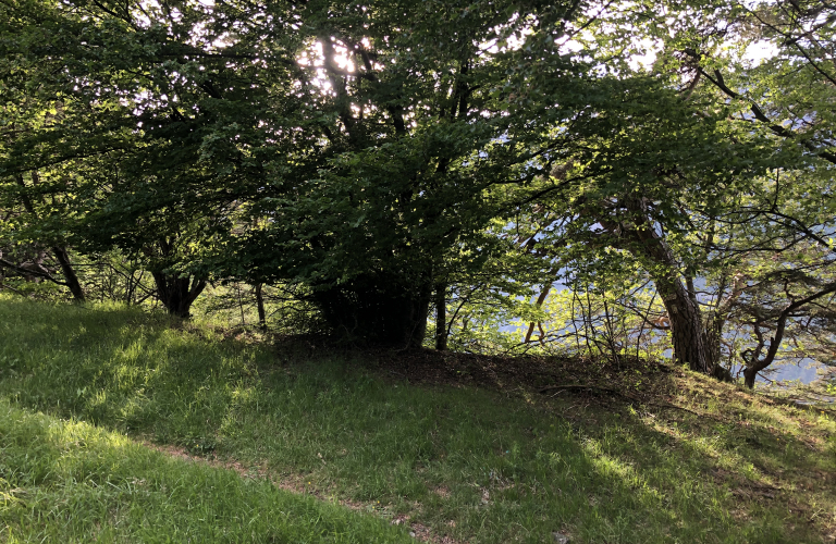 La forêt du Puy - Rando