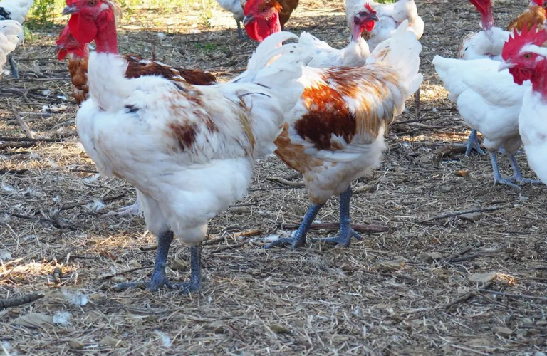 La Ferme du Gorneton