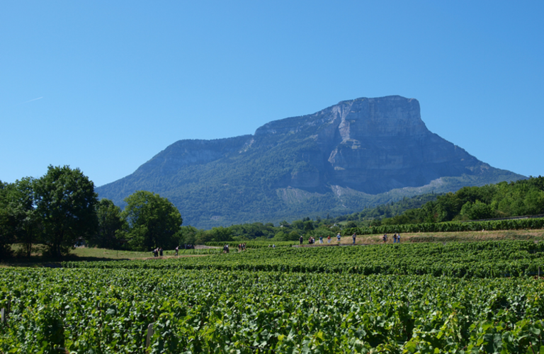 Itinéraire Cyclo Route des Vins