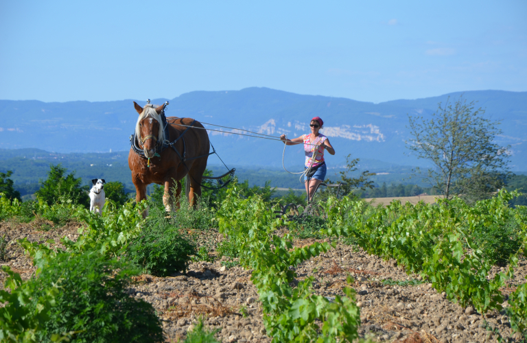 Travail dans les vignes en compagnie de notre cheval Ulysse