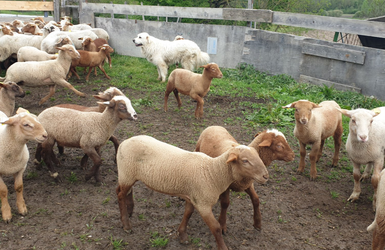 La Bergerie du Freney - producteur - Saint-Chef, cit abbatiale - Balcons du Dauphin