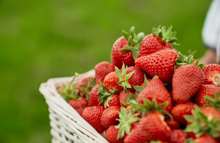 Les fraises d'Amlie - producteur - Tignieu-Jameyzieu - Balcons du Dauphin