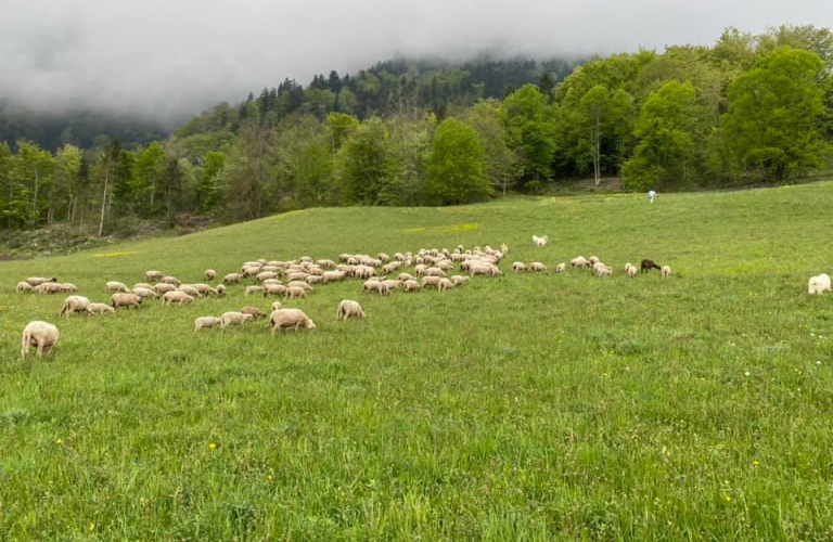 Ferme du Souillet