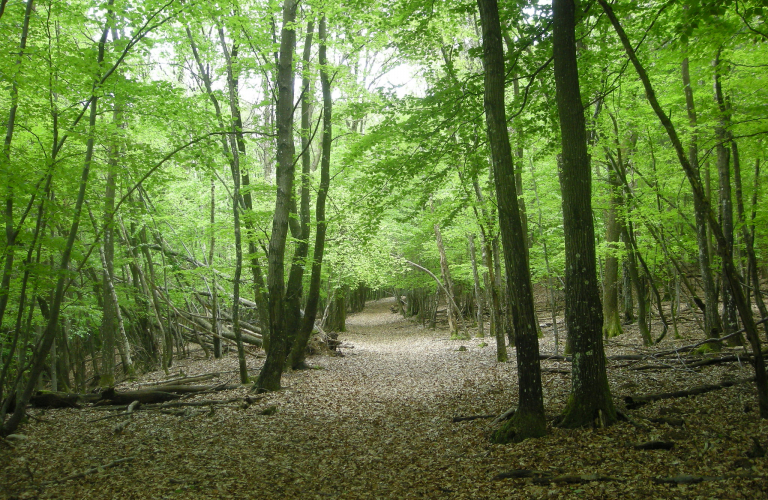 Bièvre Isère - Grand tour en Forêt de Chambaran