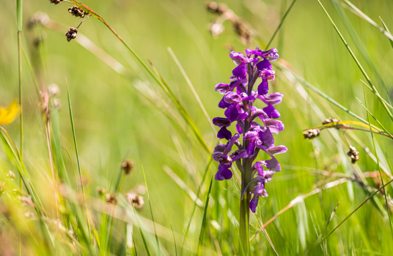 Randonnée pédestre les orchidées de Montgeard