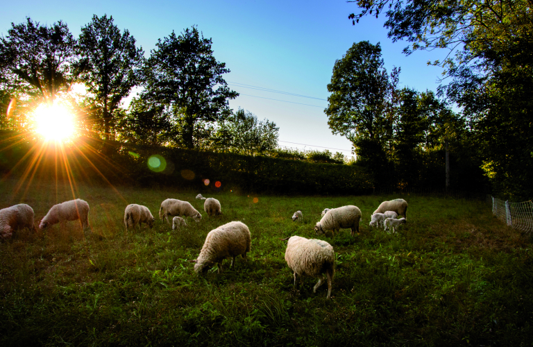 Brebis pturent au soleil couchant