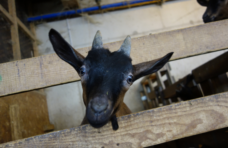 La Ferme des Petites Roches - Chèvrerie