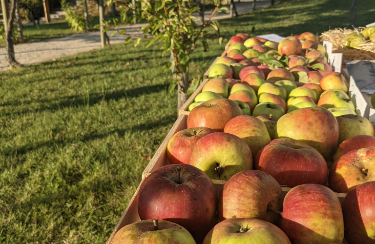 Stand des Fruits retrouvs et Couvent des Carmes