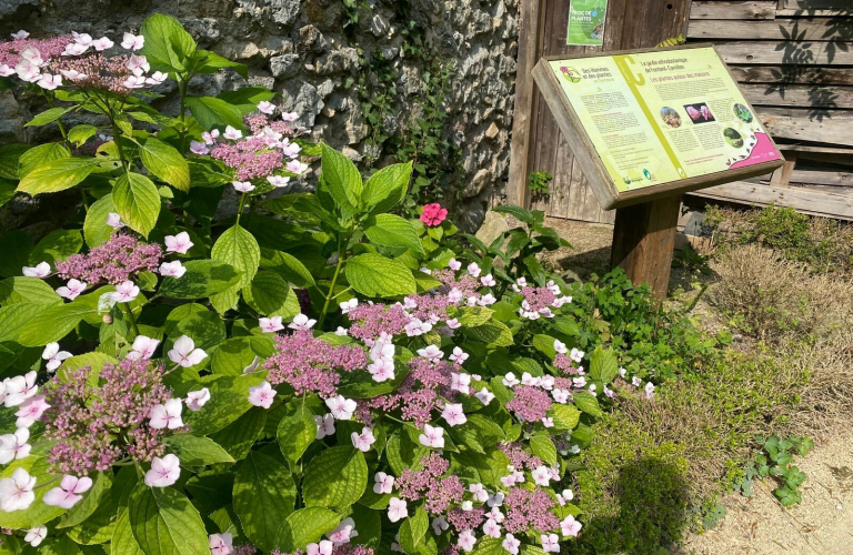 Visite du jardin ethnobotanique