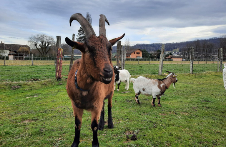 animaux de l'Arche de Julie