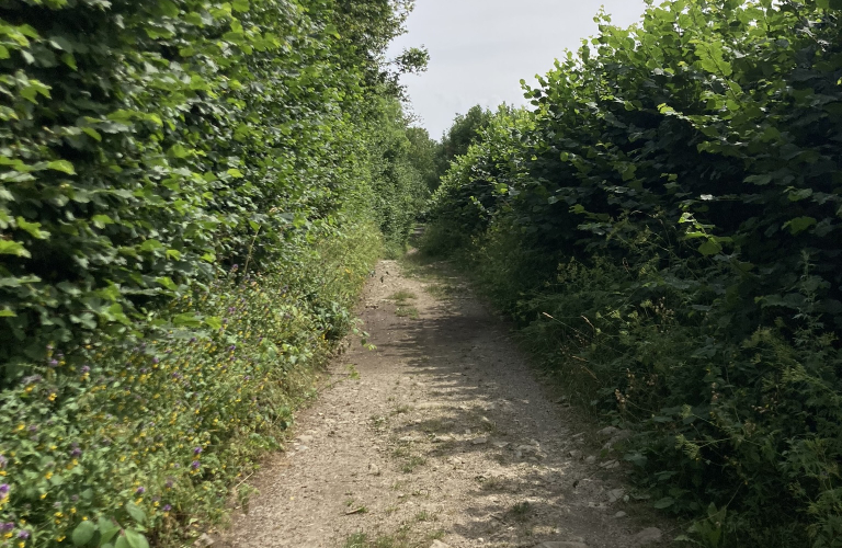 Le sentier du bord du lac de Pierre-Chtel