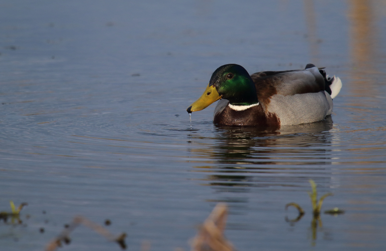 canard