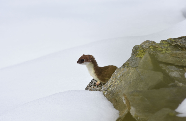 Exposition photographique de l&#039;Observatoire des carnivores alpins