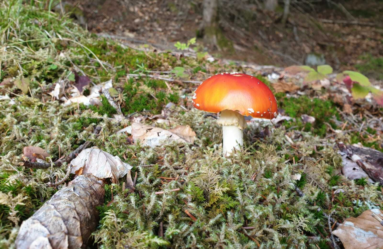 Balade mycologique - À la découverte des champignons