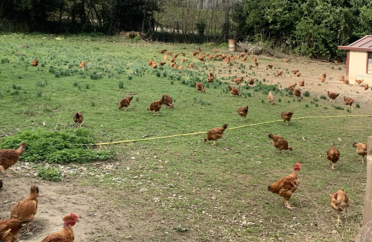 La Ferme du Cerf