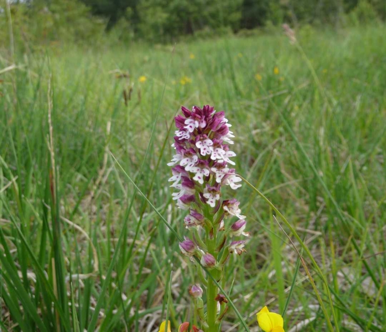 Espace Naturel Sensible La Combe de Vaux - les pelouses sèches