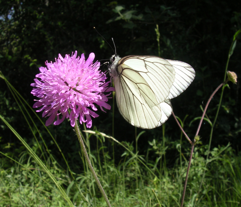 Aporia crataegi - J.M.Ferro - Lo Parvi