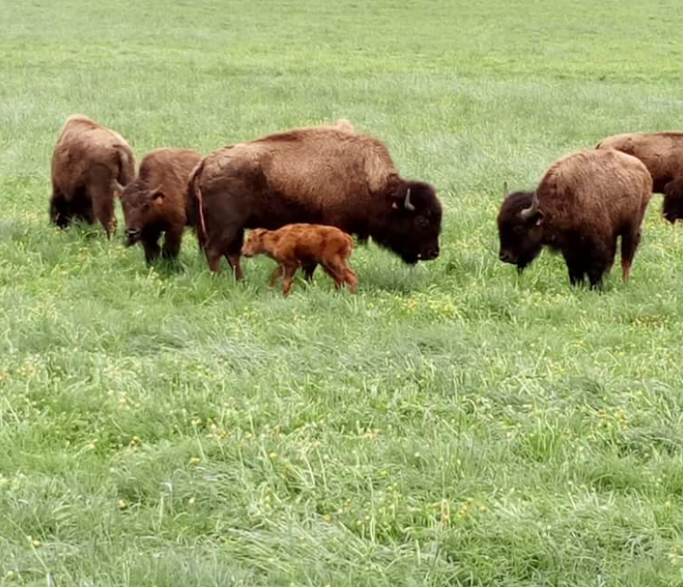 La Ferme des Prés Lauzés