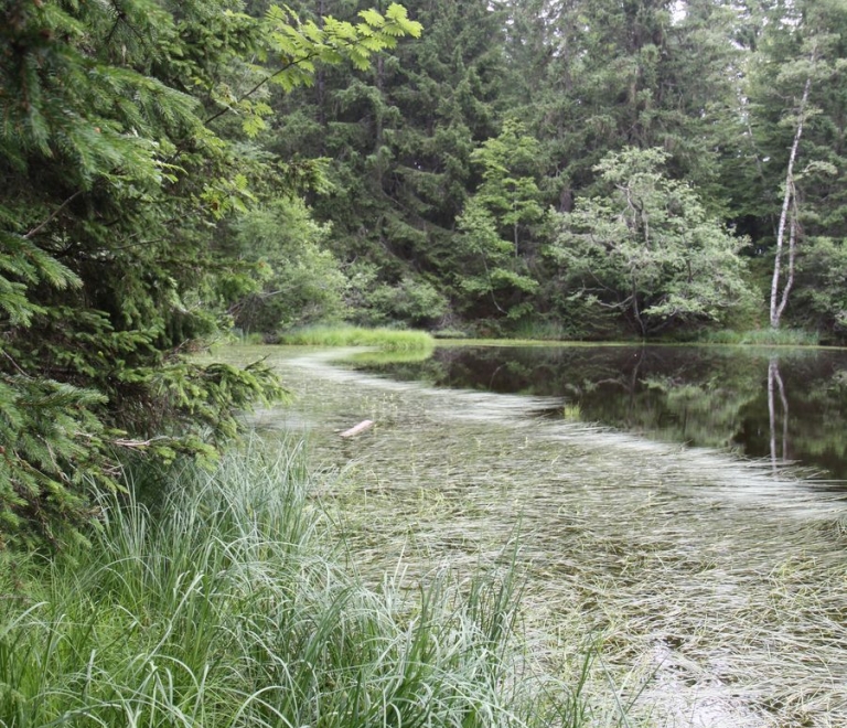 Espace Naturel Sensible de la forêt du Bout et Combe Grasse