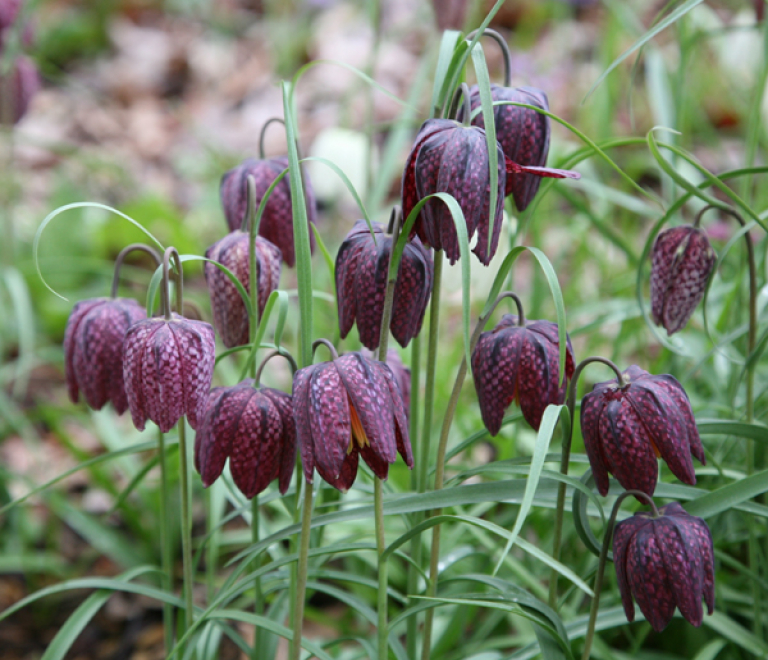 fritillaria meleagris