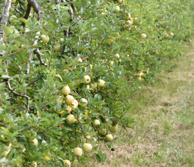 Verte Campagne - producteur - Le Bouchage - Balcons du Dauphin