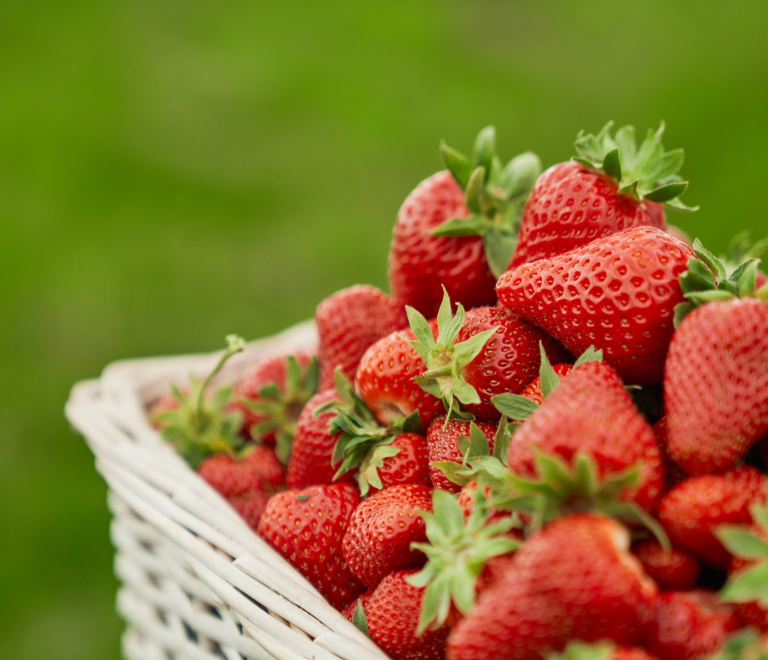 Les fraises d'Amlie - producteur - Tignieu-Jameyzieu - Balcons du Dauphin