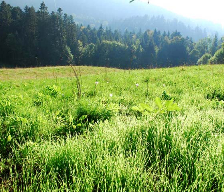 Prairie de montagne  la Chartreuse de Prmol