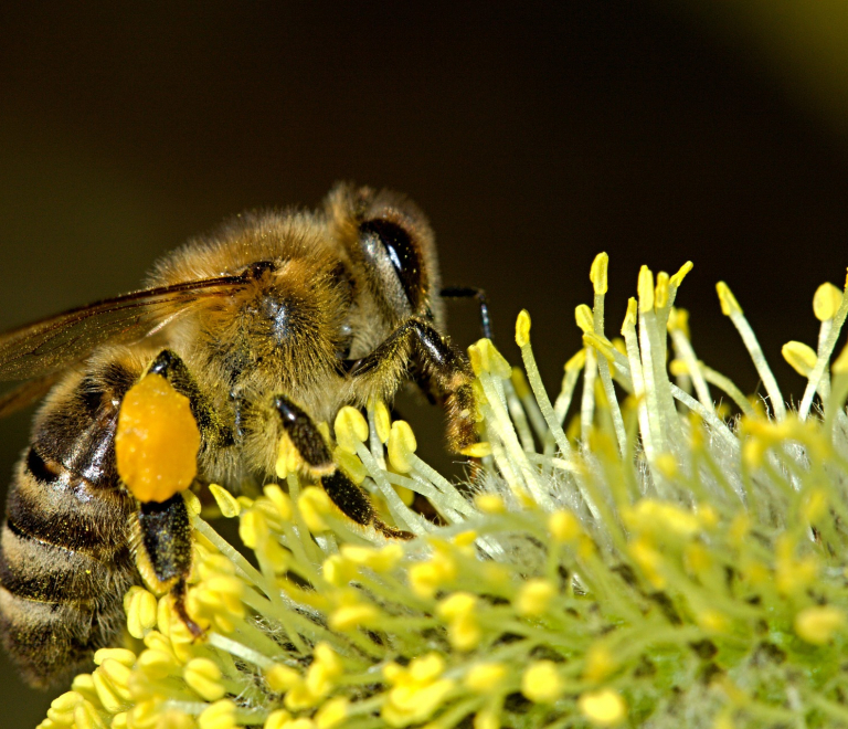 Confrence sur les abeilles sauvages - Porcieu-Amblagnieu - Balcons du Dauphin